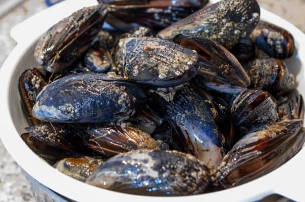 Fresh raw mussels (kallumakkaya) in a white bowl before cleaning.
