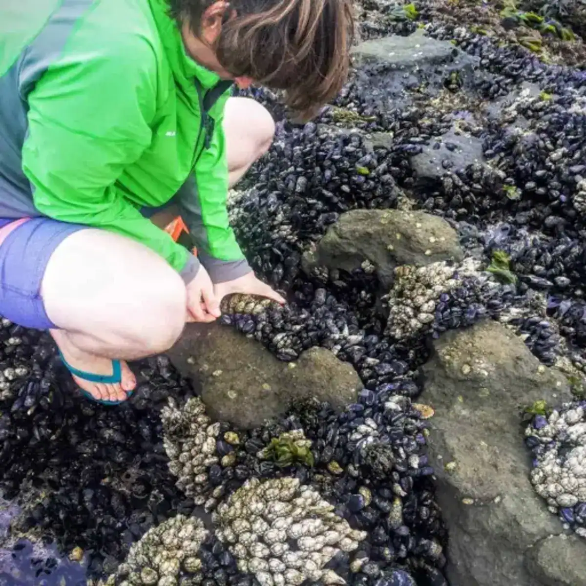 My friend plucking kallumakkaya (mussels) from sea rocks during low tide, showing their natural source and habitat.